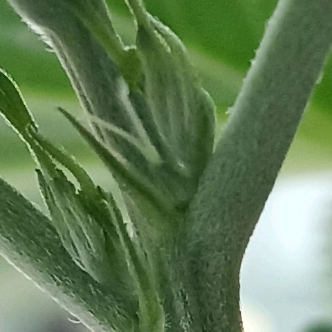 Hope growlog timeline photo