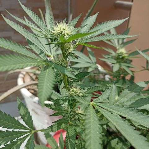 Hope growlog timeline photo