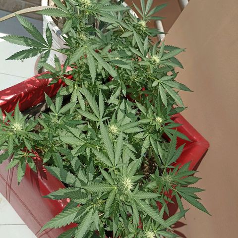 Hope growlog timeline photo