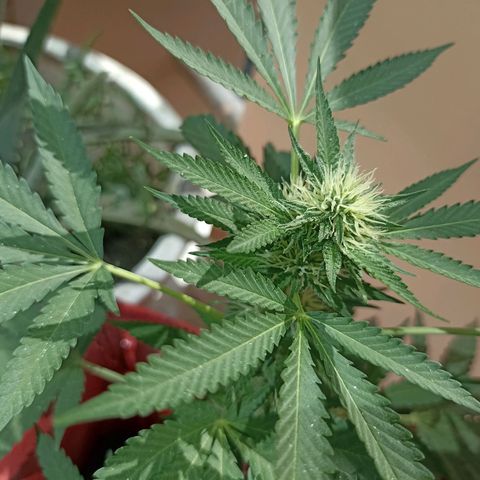 Hope growlog timeline photo