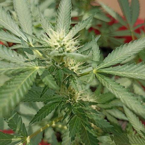 Hope growlog timeline photo