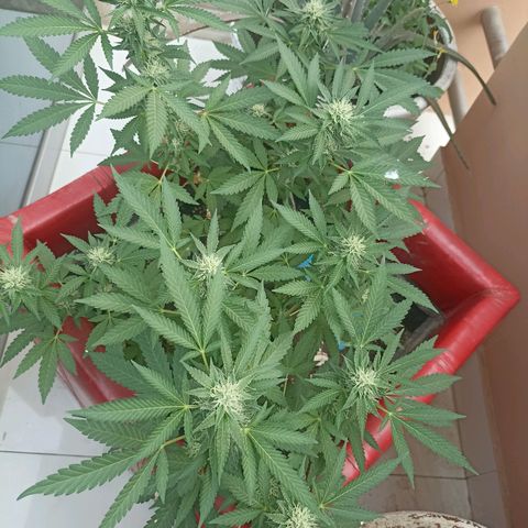 Hope growlog timeline photo