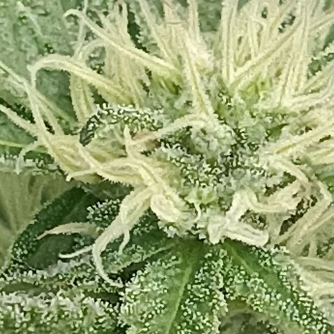 Hope growlog timeline photo