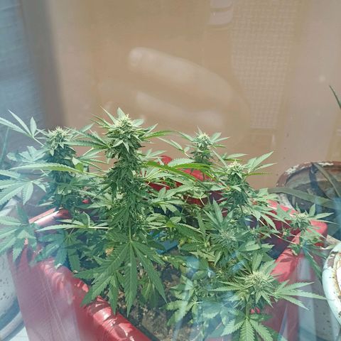 Hope growlog timeline photo