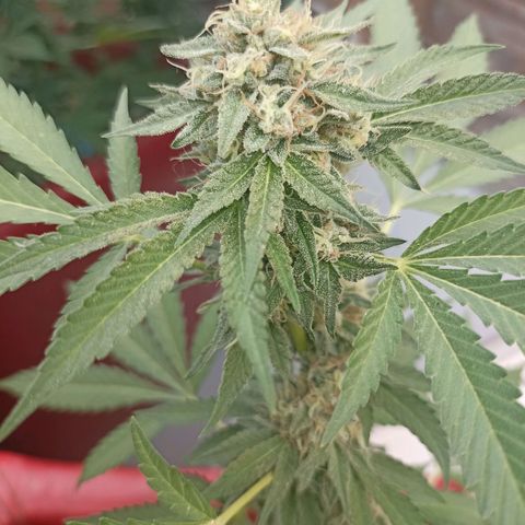 Hope growlog timeline photo