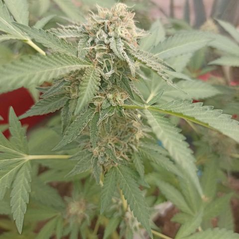 Hope growlog timeline photo