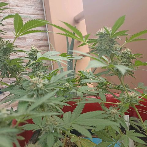 Hope growlog timeline photo