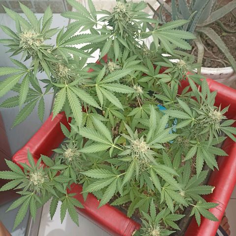 Hope growlog timeline photo