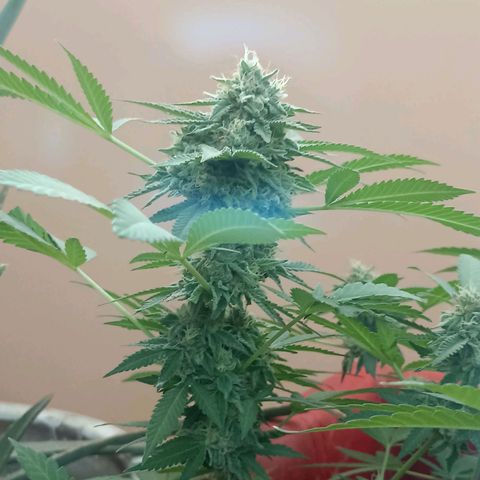 Hope growlog timeline photo