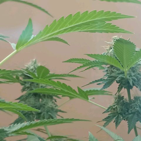 Hope growlog timeline photo