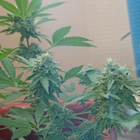 Hope growlog timeline photo