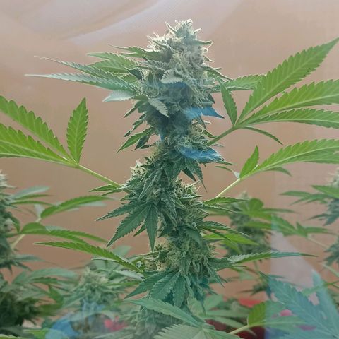 Hope growlog timeline photo