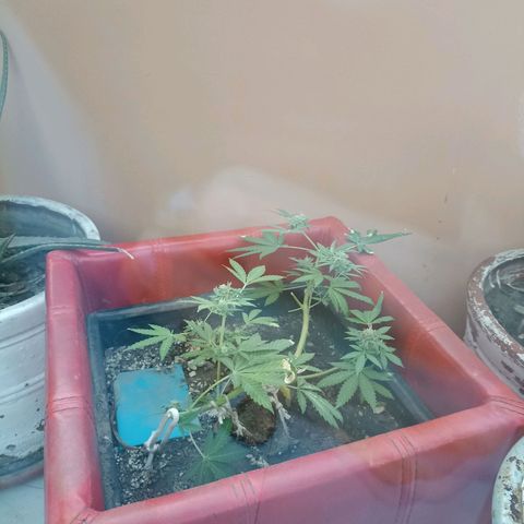 Hope growlog timeline photo
