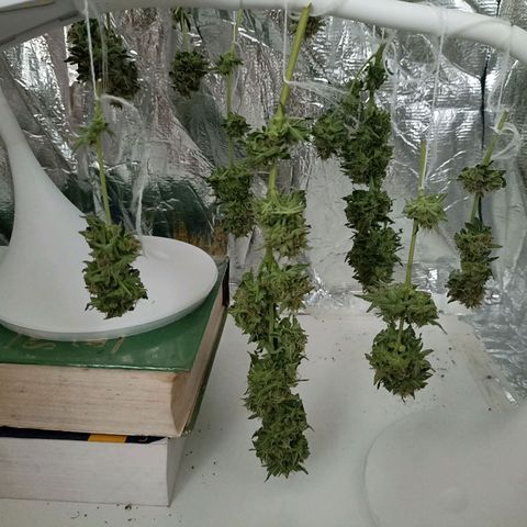 Hope growlog timeline photo