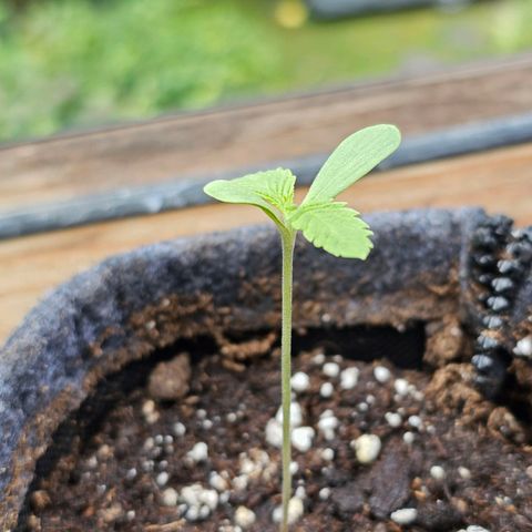 Treat growlog timeline photo