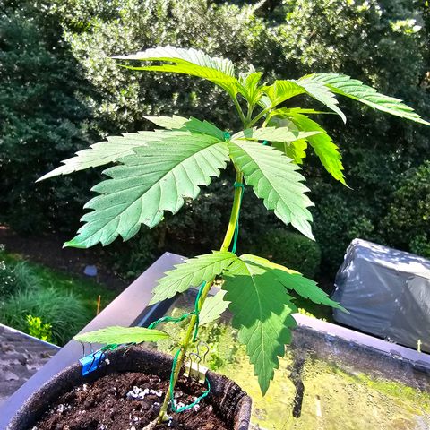 Treat growlog photo: got accidentally dropped from the roof a day ago & lost one of the lower leaves with its sprout, so not too bad