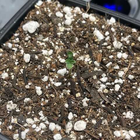 Automática Mysterious growlog timeline photo