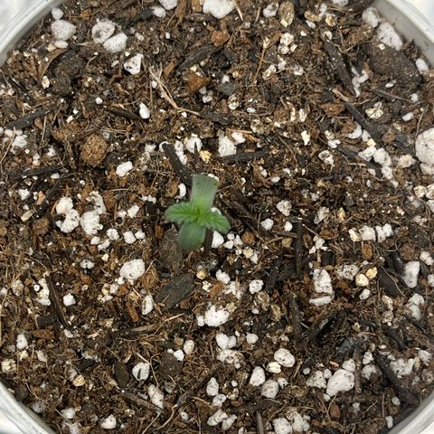Automática Mysterious growlog timeline photo