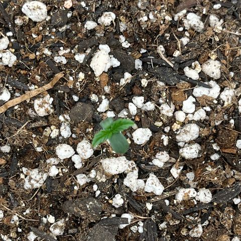 Automática Mysterious growlog timeline photo