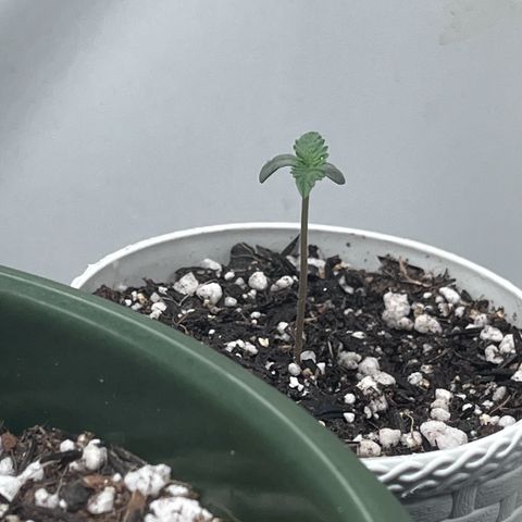Automática Mysterious growlog timeline photo