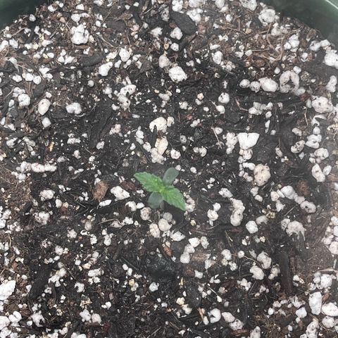 Automática Mysterious growlog timeline photo