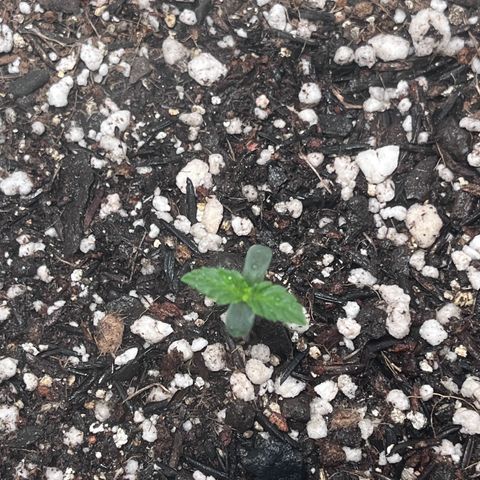 Automática Mysterious growlog timeline photo