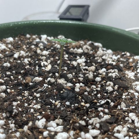 Automática Mysterious growlog timeline photo