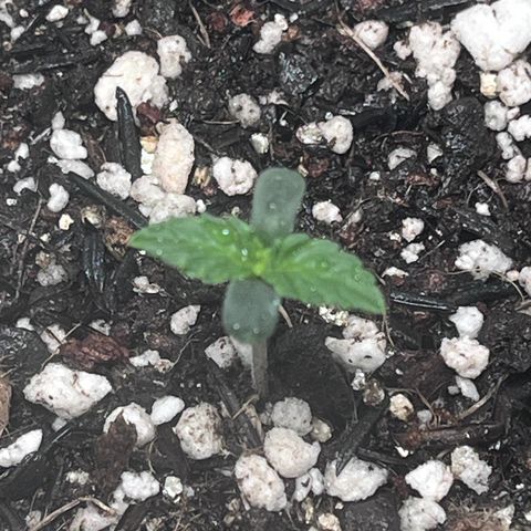 Automática Mysterious growlog timeline photo