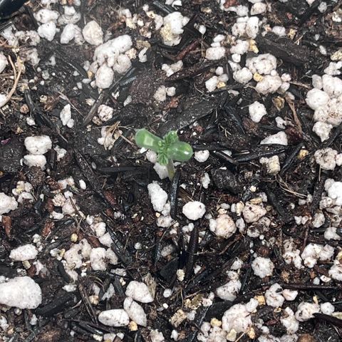 Automática Mysterious growlog timeline photo