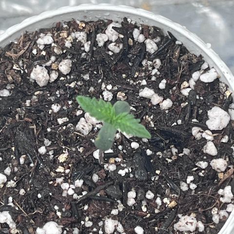 Automática Mysterious growlog timeline photo