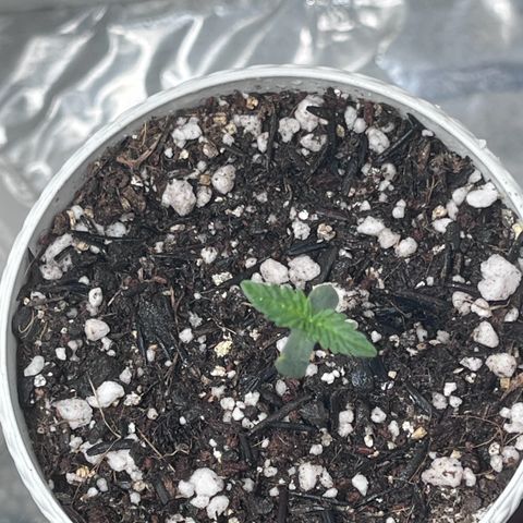 Automática Mysterious growlog timeline photo