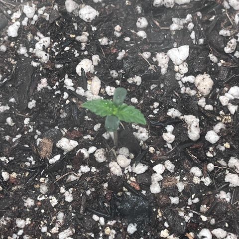 Automática Mysterious growlog timeline photo