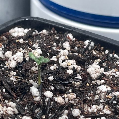 Automática Mysterious growlog timeline photo
