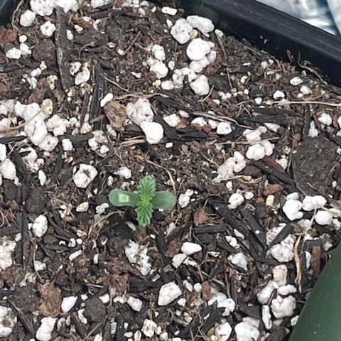 Automática Mysterious growlog timeline photo