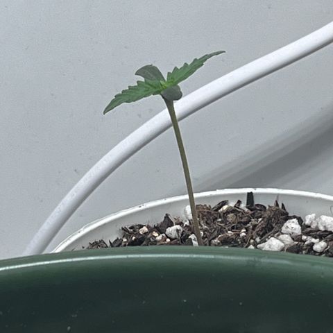 Automática Mysterious growlog timeline photo