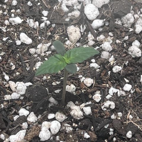 Automática Mysterious growlog timeline photo