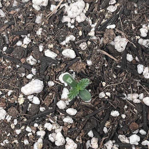 Automática Mysterious growlog timeline photo