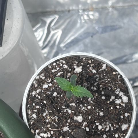 Automática Mysterious growlog timeline photo