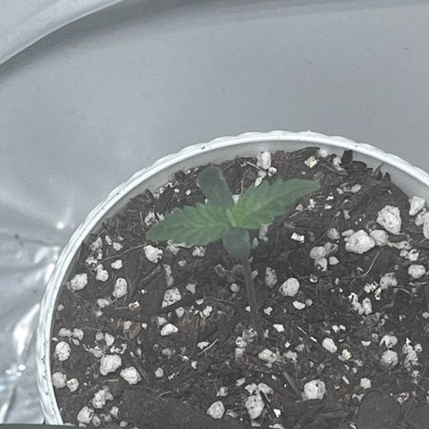 Automática Mysterious growlog timeline photo