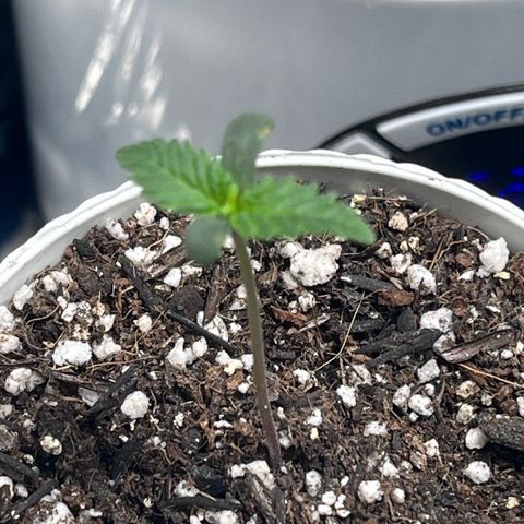 Automática Mysterious growlog timeline photo