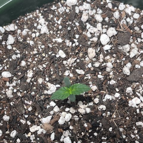 Automática Mysterious growlog timeline photo