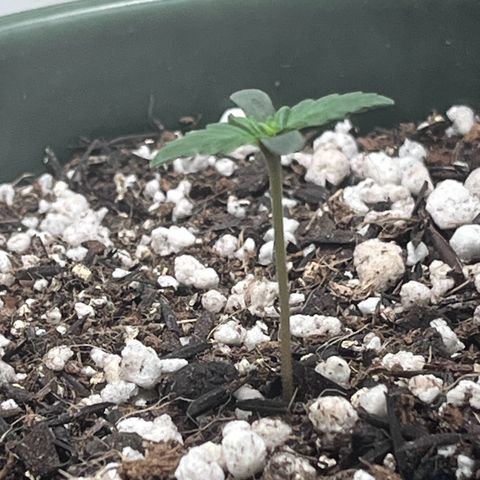 Automática Mysterious growlog timeline photo