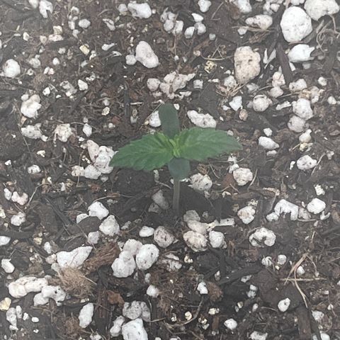 Automática Mysterious growlog timeline photo