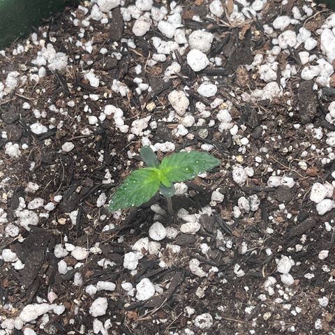 Automática Mysterious growlog timeline photo