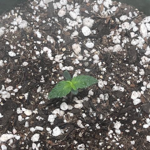Automática Mysterious growlog timeline photo