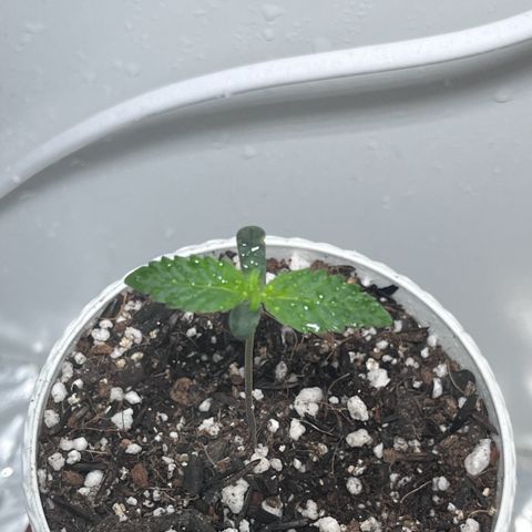 Automática Mysterious growlog timeline photo