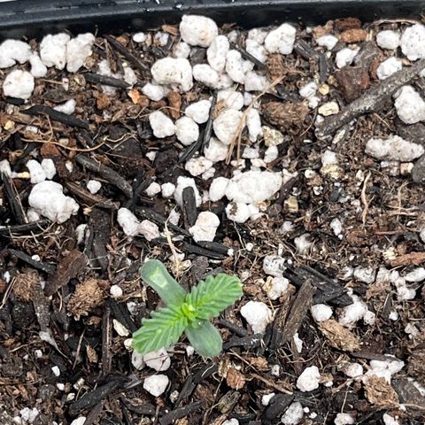 Automática Mysterious growlog timeline photo