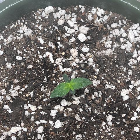 Automática Mysterious growlog timeline photo