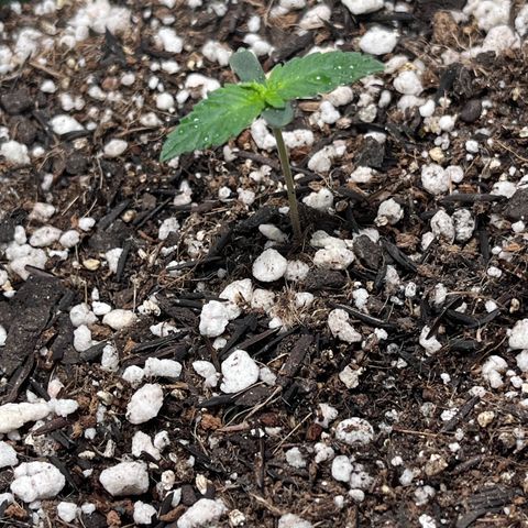 Automática Mysterious growlog timeline photo