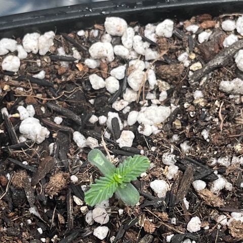 Automática Mysterious growlog timeline photo